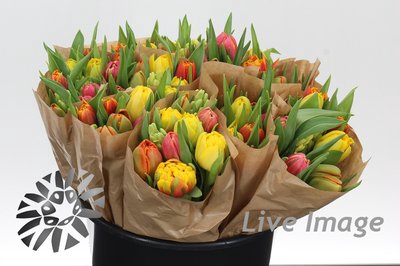 <h4>Tulipa do novi rainbow dark orange mix</h4>