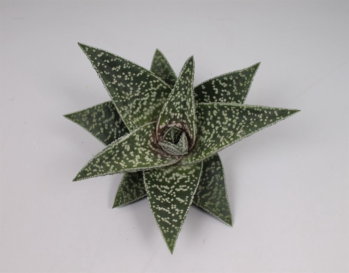<h4>Aloe Aveo Cutflower Wincx-8cm</h4>