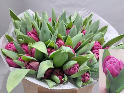 <h4>Tulipa do</h4>