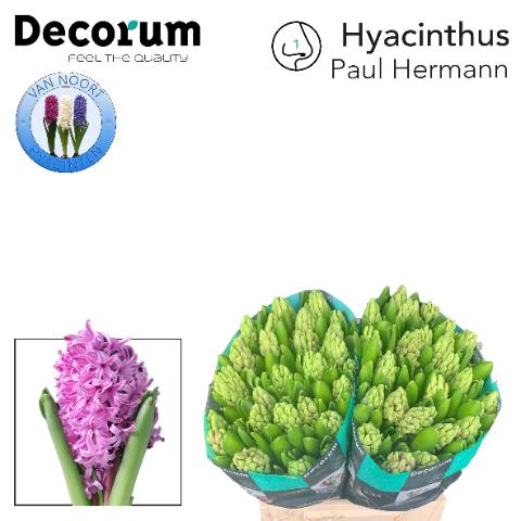 <h4>Hyacinthus paul hermann</h4>