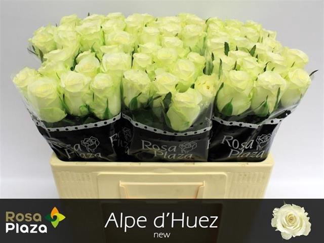 <h4>Rosa la alpe d'huez</h4>