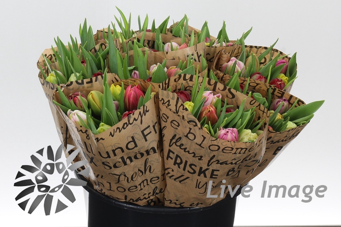 <h4>Tulipa do rainbow (mixbunch)</h4>
