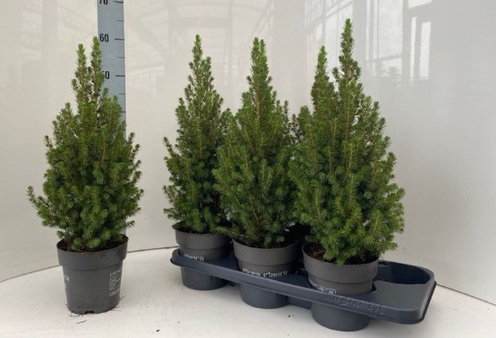 <h4>Picea glauca Perfecta</h4>