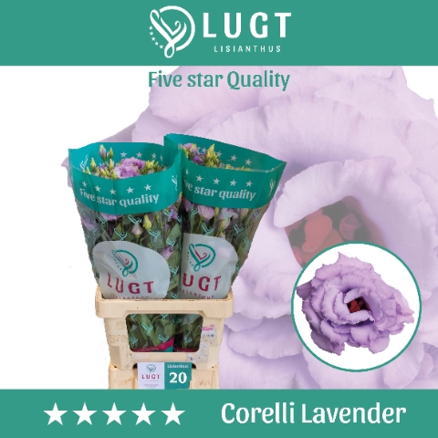<h4>Eust. Corelli Lavender 996</h4>