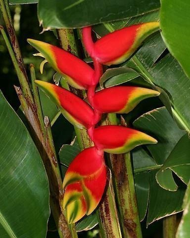 <h4>Heliconia rostrata</h4>