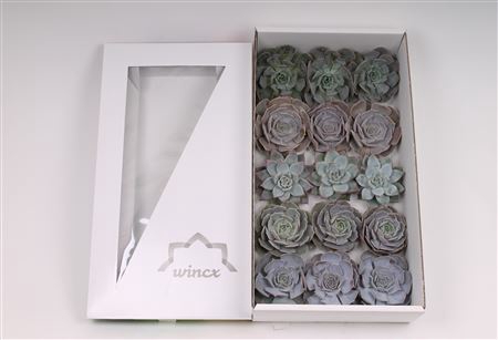 <h4>Echeveria ice mix wincx cutfl 5 spcs</h4>