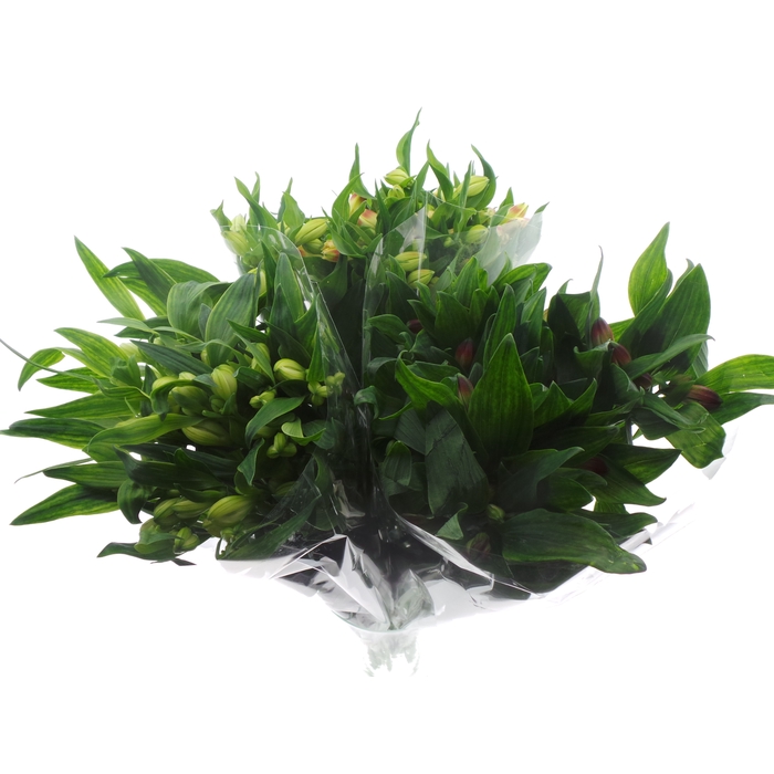 <h4>Bouquet Mono Alstro x10 mix 60cm</h4>