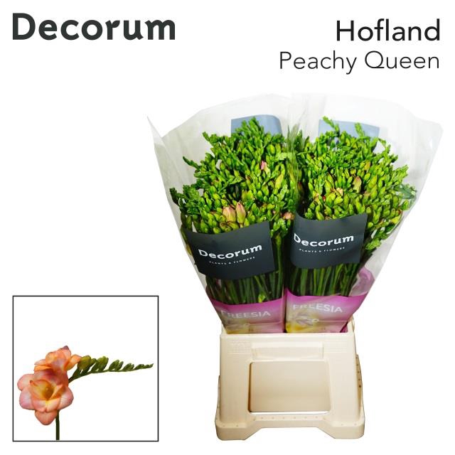 <h4>Freesia do peachy queen</h4>