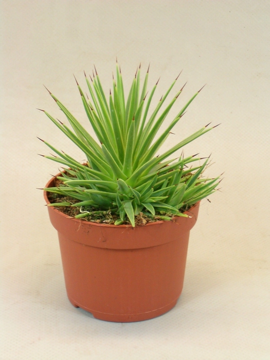 <h4>Agave stricta 'Nana' (Decorum)</h4>