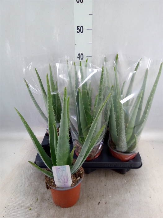 <h4>Aloe vera</h4>