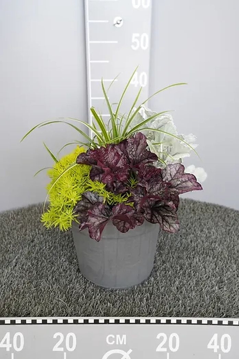 <h4>Herbstzauber®</h4>