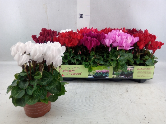 <h4>Cyclamen Kl ...patio</h4>