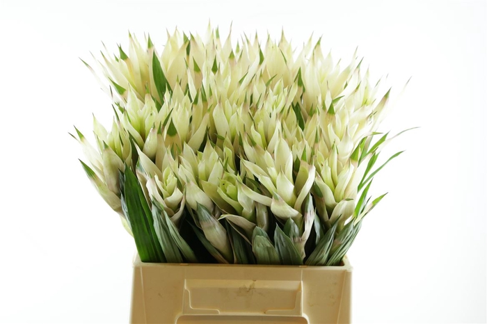 <h4>Bromelia Snow Ball</h4>