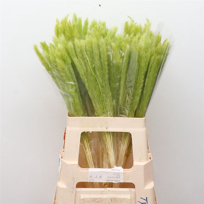 <h4>Dried Pampas Fluffy Lime Green</h4>