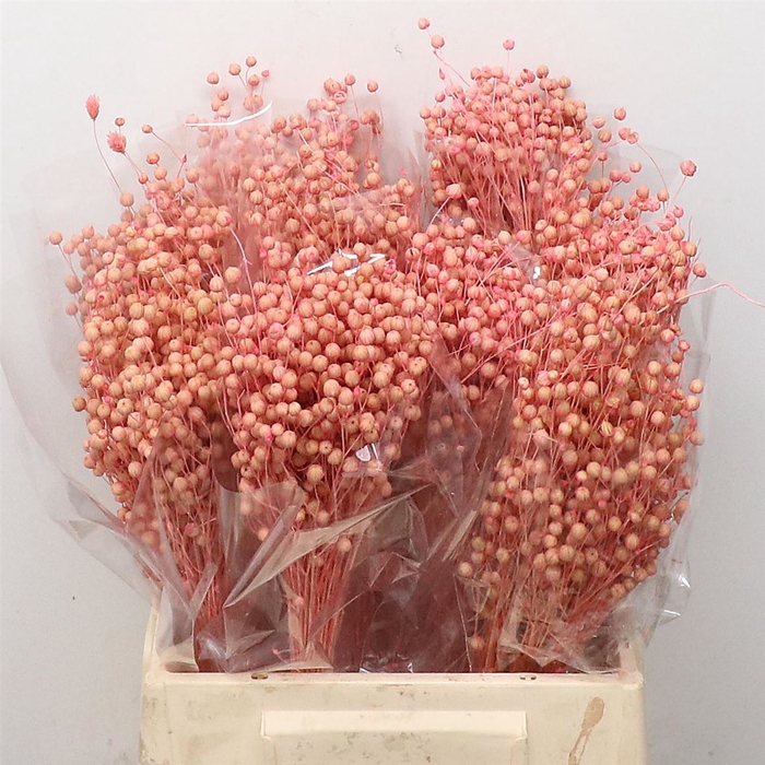 <h4>Dried Lino Bleached Light Pink</h4>