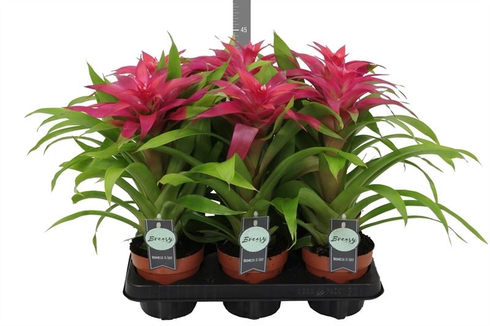 <h4>Guzmania  'Deseo Pink'</h4>