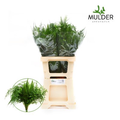 <h4>Leaf asparagus mixbunch</h4>