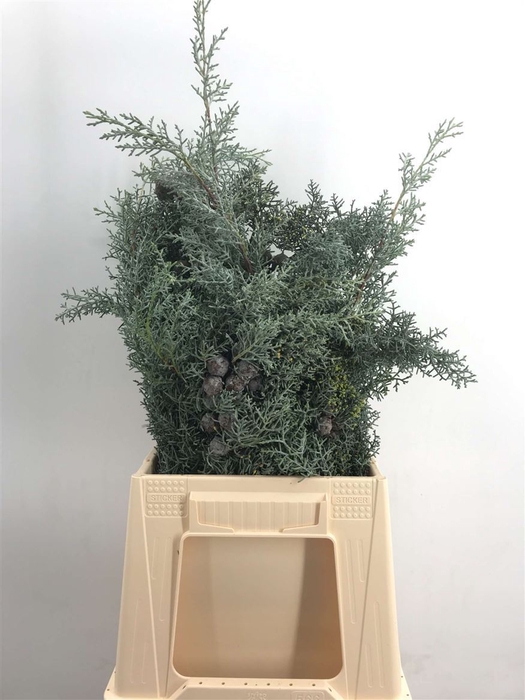 <h4>Cupressus Arizonica Bes</h4>