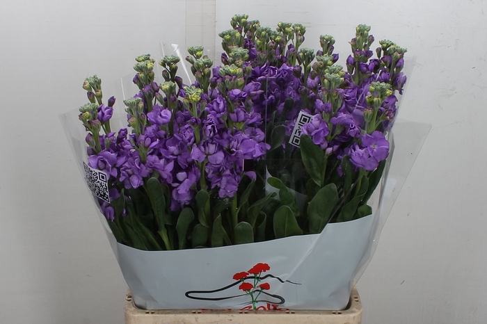 <h4>Matth Iron Purple</h4>