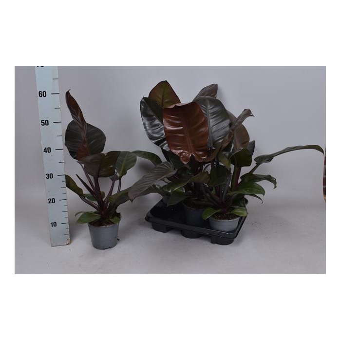 <h4>Philodendron Imperial Red 14Ø 55cm</h4>