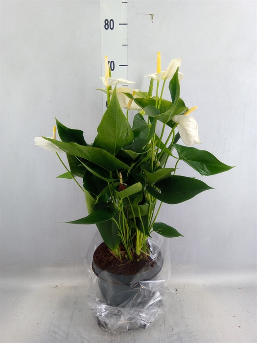 <h4>Anthurium  'Karma White'</h4>