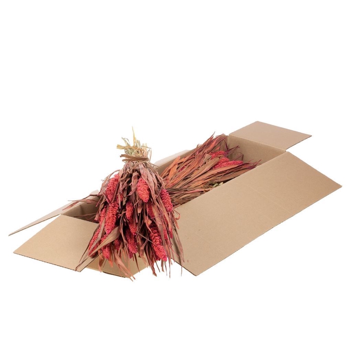 <h4>Setarea italica sb pink</h4>