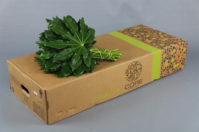 <h4>Leaf aralia Core</h4>