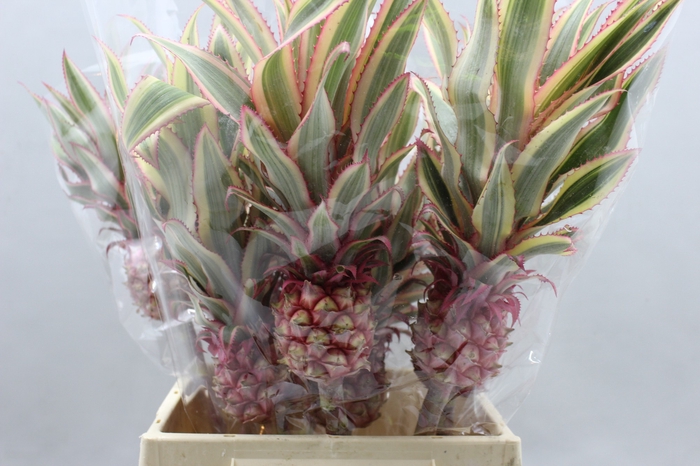 <h4>ANANAS OV</h4>