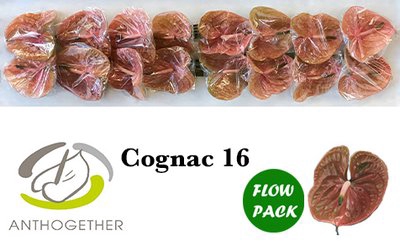 <h4>Anthurium cognac</h4>