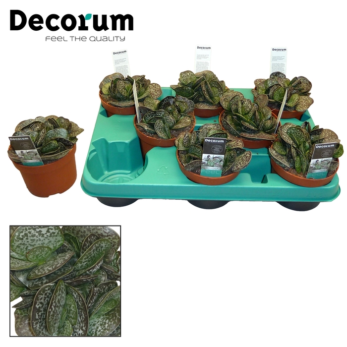 <h4>Adromischus trigynus (Decorum)</h4>
