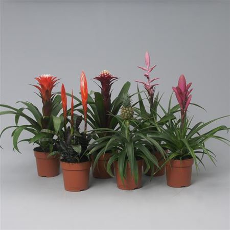 <h4>Brom Gemengd Spring 6 Srt</h4>