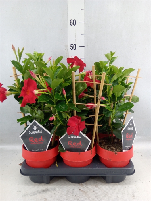 <h4>Mandevilla 'sundavil Early Scarle'</h4>