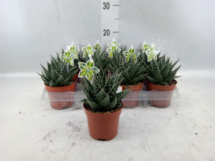 <h4>Aloe Aristata 'tiki Tahi'</h4>