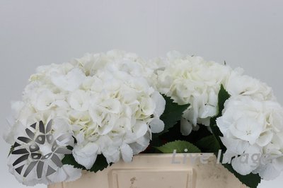 <h4>Hydrangea schneeball</h4>