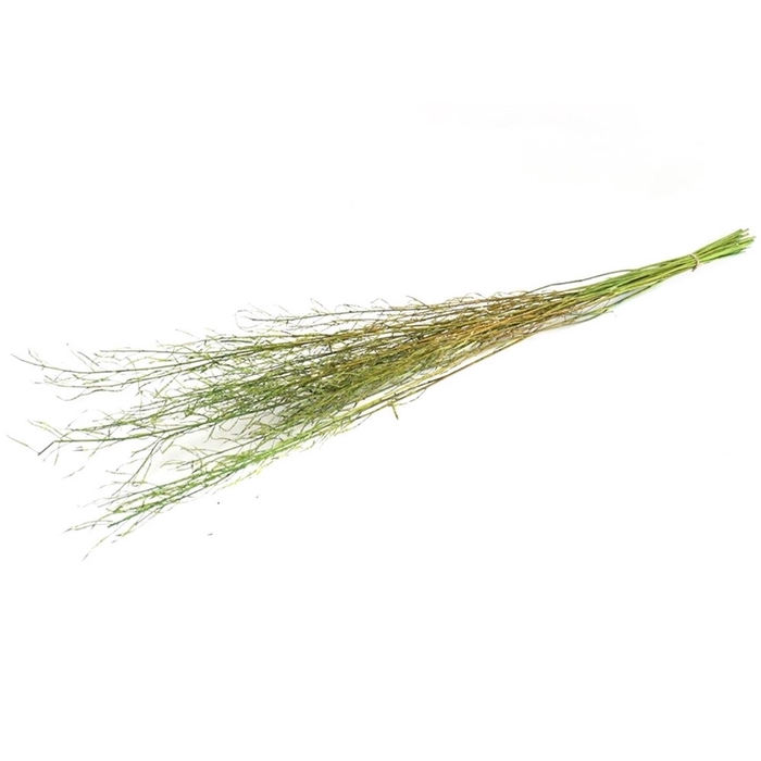 <h4>Droogbloem Mustard grass 90cm</h4>
