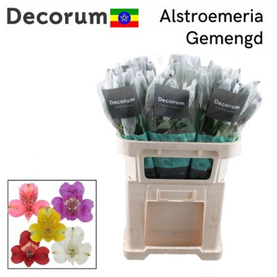 <h4>Alstroemeria mix in bucket</h4>