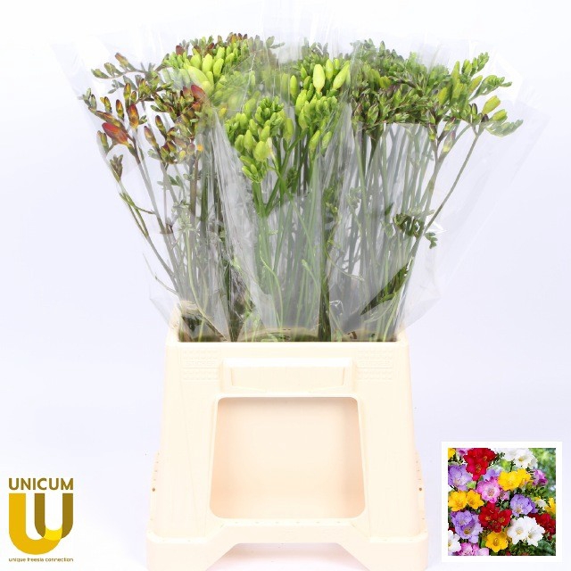 <h4>Freesia en mix in bucket</h4>