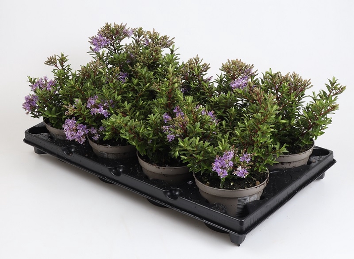 <h4>HEBE-HYBRIDER 'IBE«BLUE DREAM'              P12</h4>