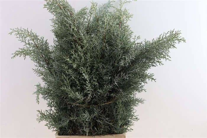 <h4>Cupres Ar Glauca Bs</h4>