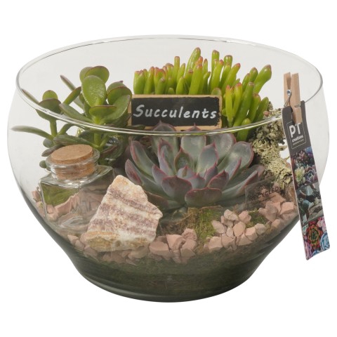 <h4>PTSU4535 Arrangementen succulenten</h4>