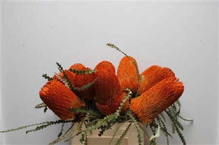 <h4>Banksia Speciosa Orange</h4>