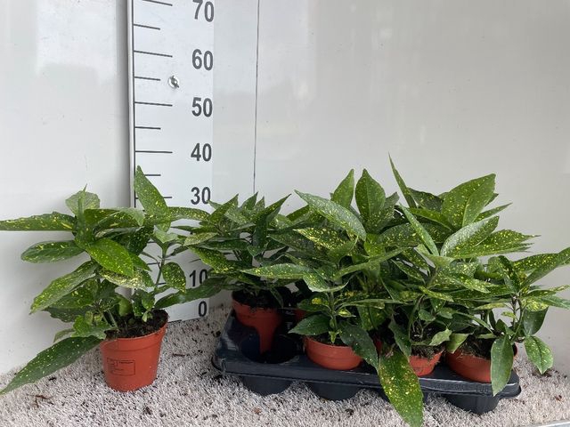 <h4>Aucuba J Variegata</h4>