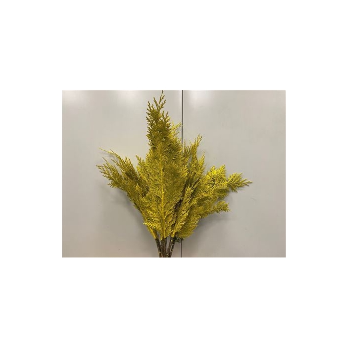 <h4>Coniferen Yellow</h4>