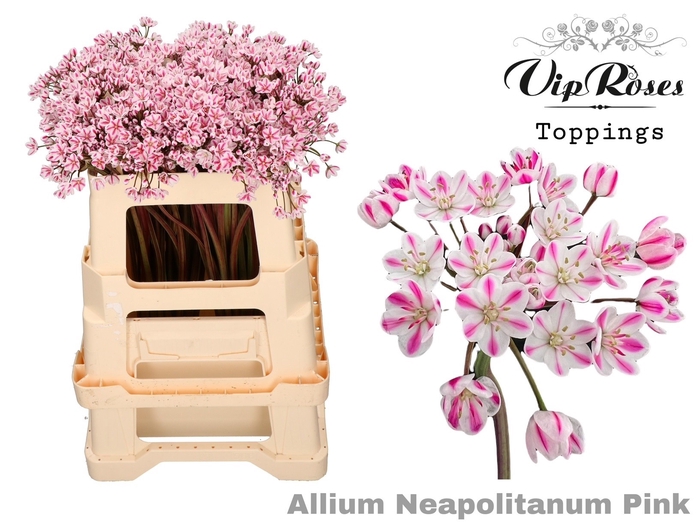 <h4>Allium Vip Neapolitanum Pink</h4>