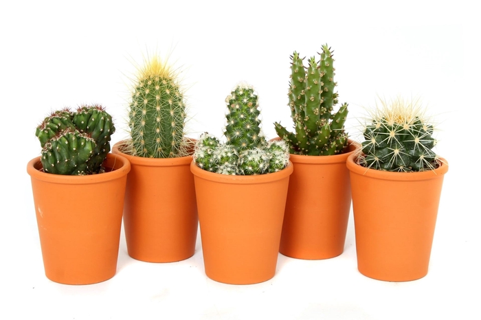 <h4>Cactus ...</h4>