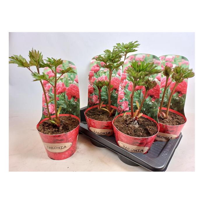<h4>Paeonia mix 17Ø 45cm</h4>