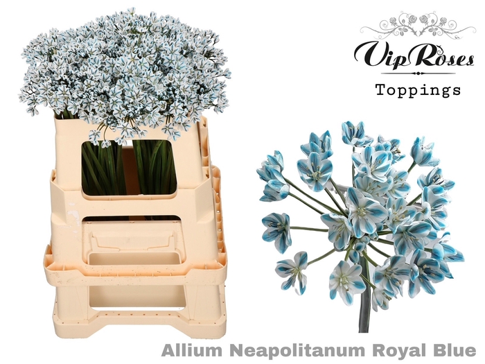<h4>Allium Vip Neapolitanum Royal Blue</h4>