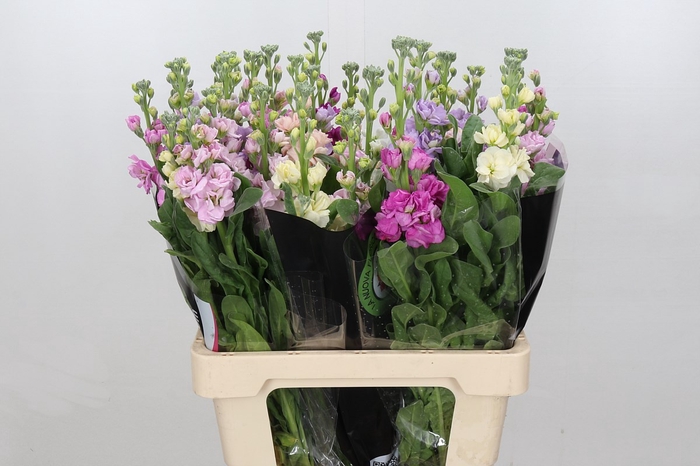 <h4>Matthiola</h4>