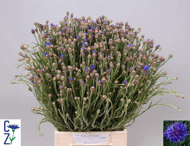 <h4>Centaurea cyanus</h4>