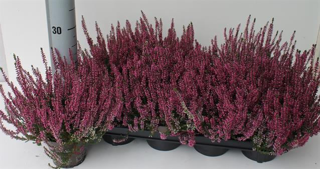 <h4>CALLU GA G AMETHYST</h4>